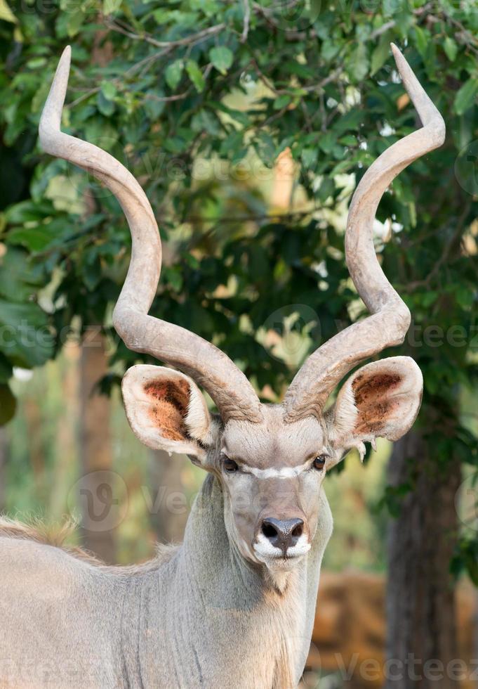 male greater kudu photo