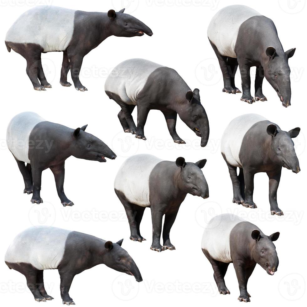tapir malayo o tapir asiático aislado foto