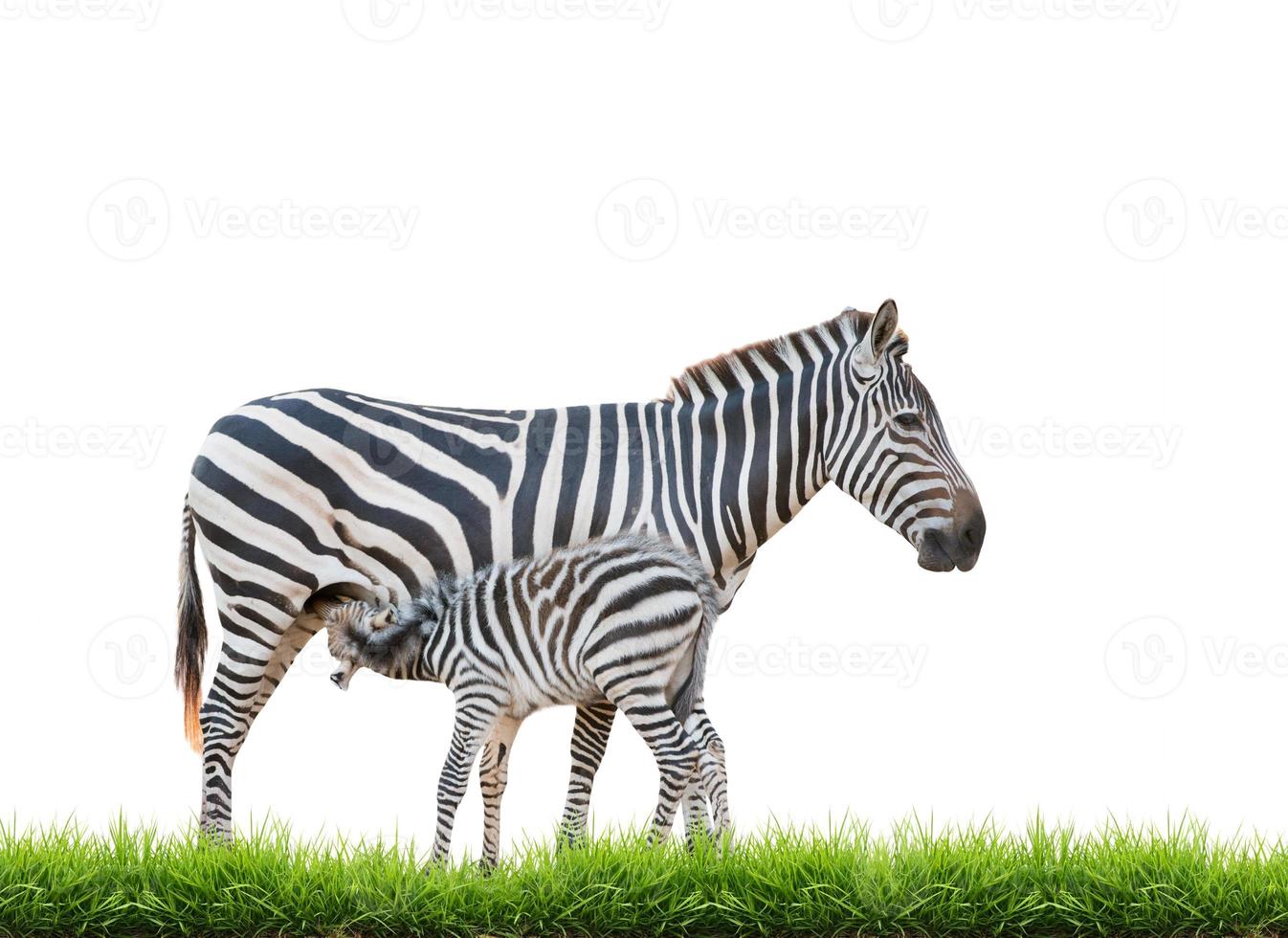 Zebra was breastfeeding photo