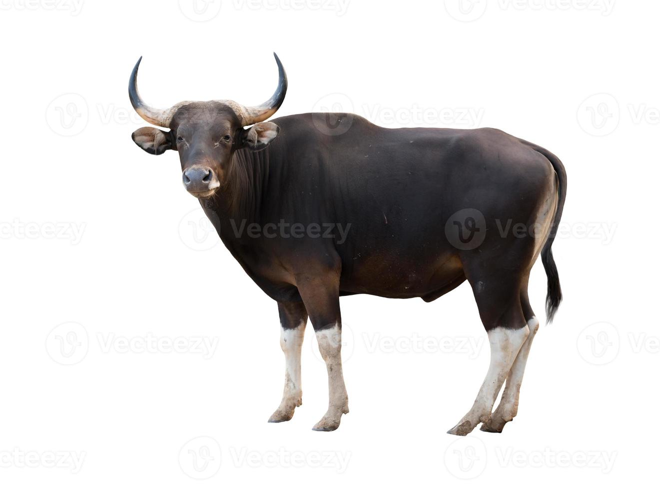 banteng aislado sobre fondo blanco foto