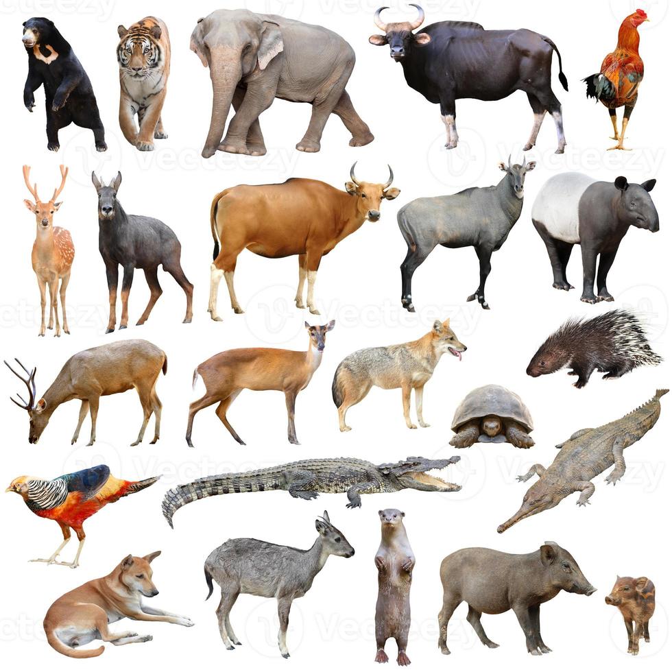 asia animals isolated photo