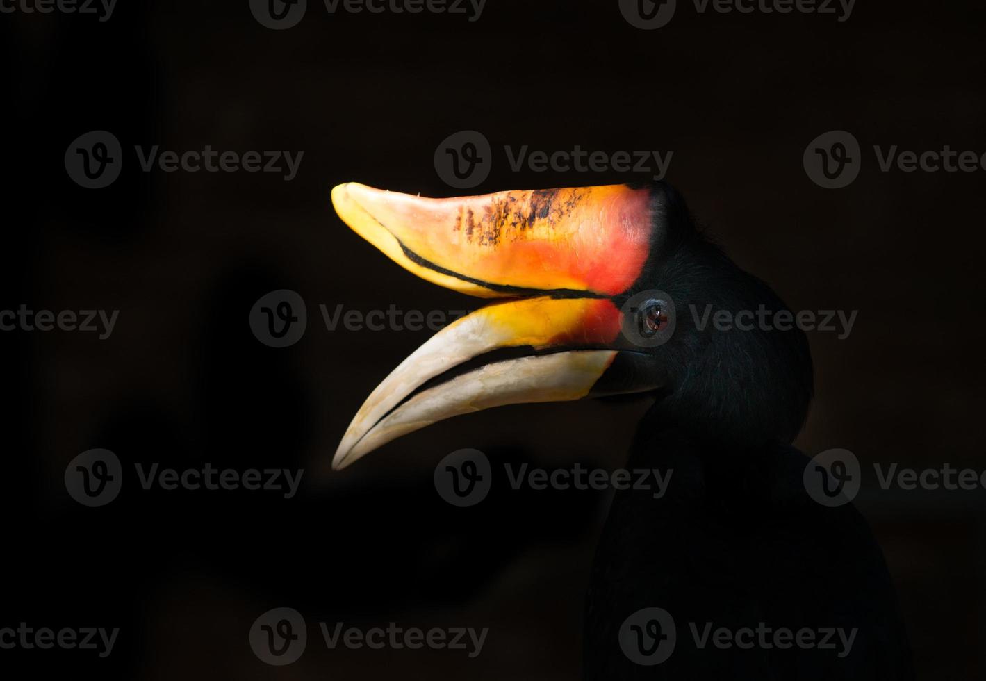 Rhinoceros Hornbill Buceros rhinoceros photo