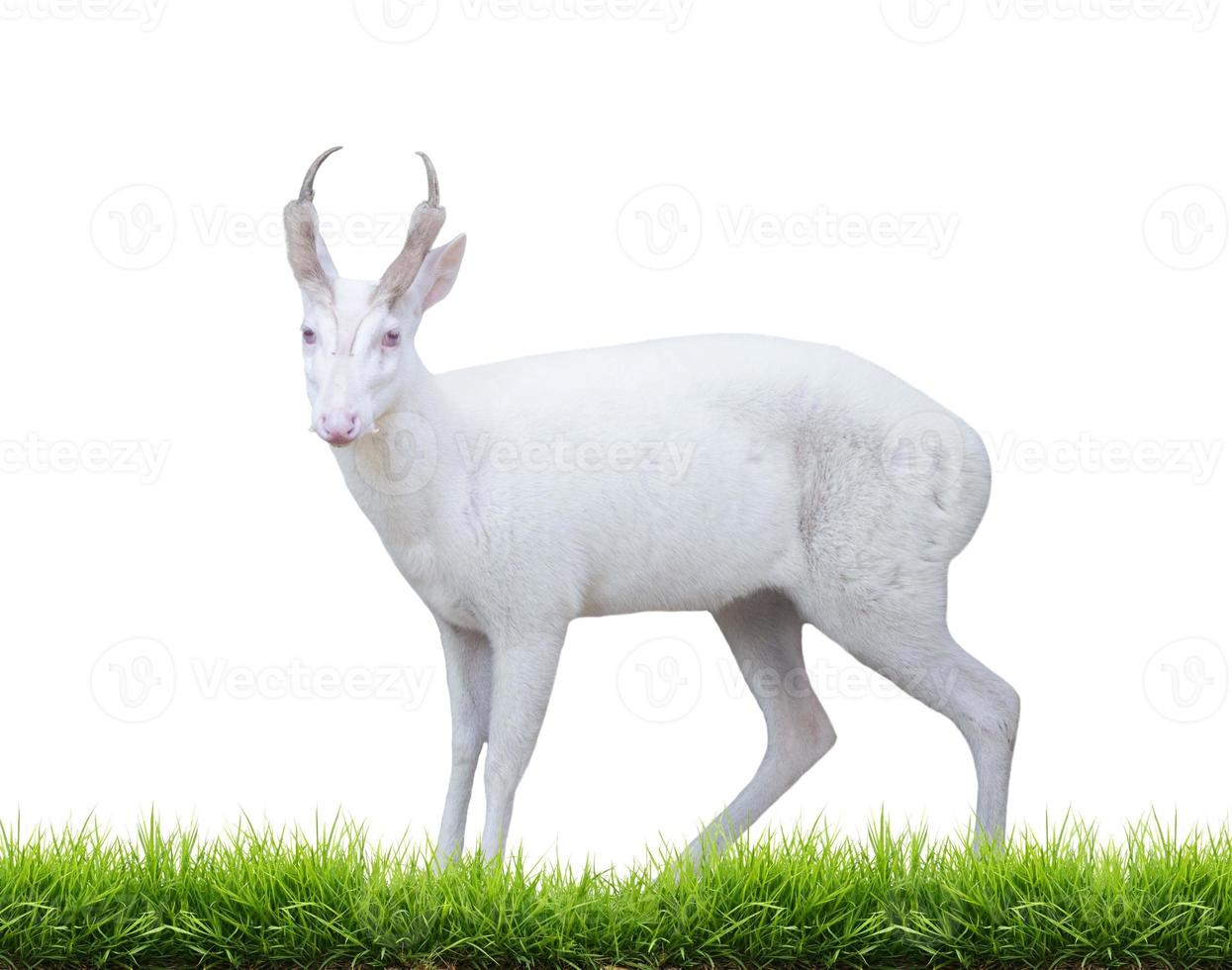 albino barking deer photo