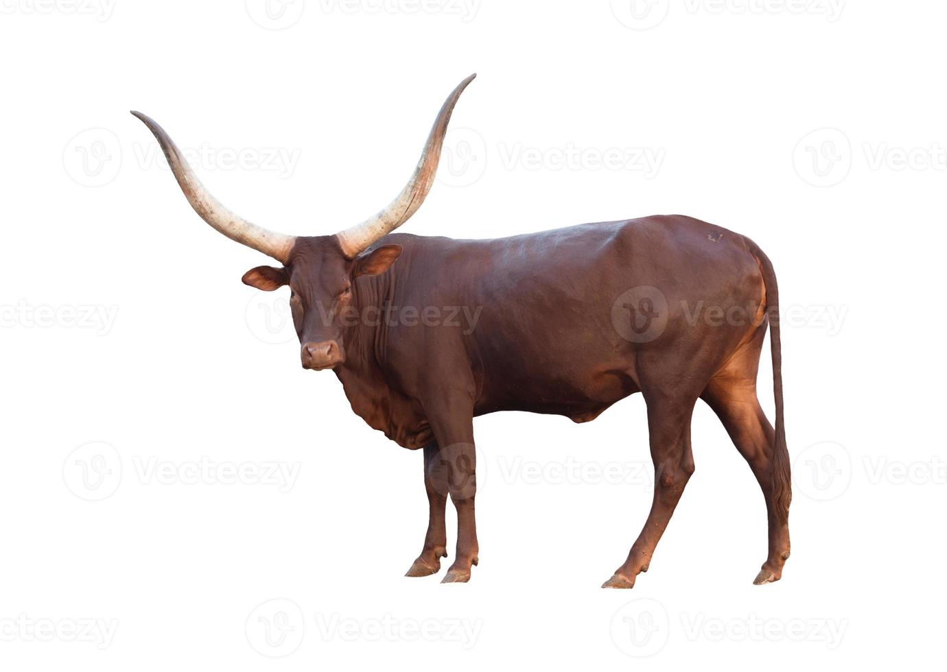 watusi isolated  white background photo