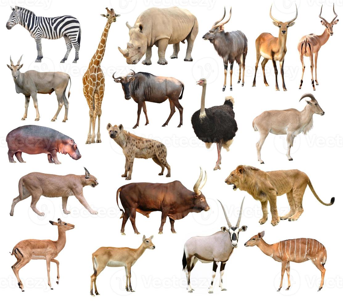 animales africanos aislados foto