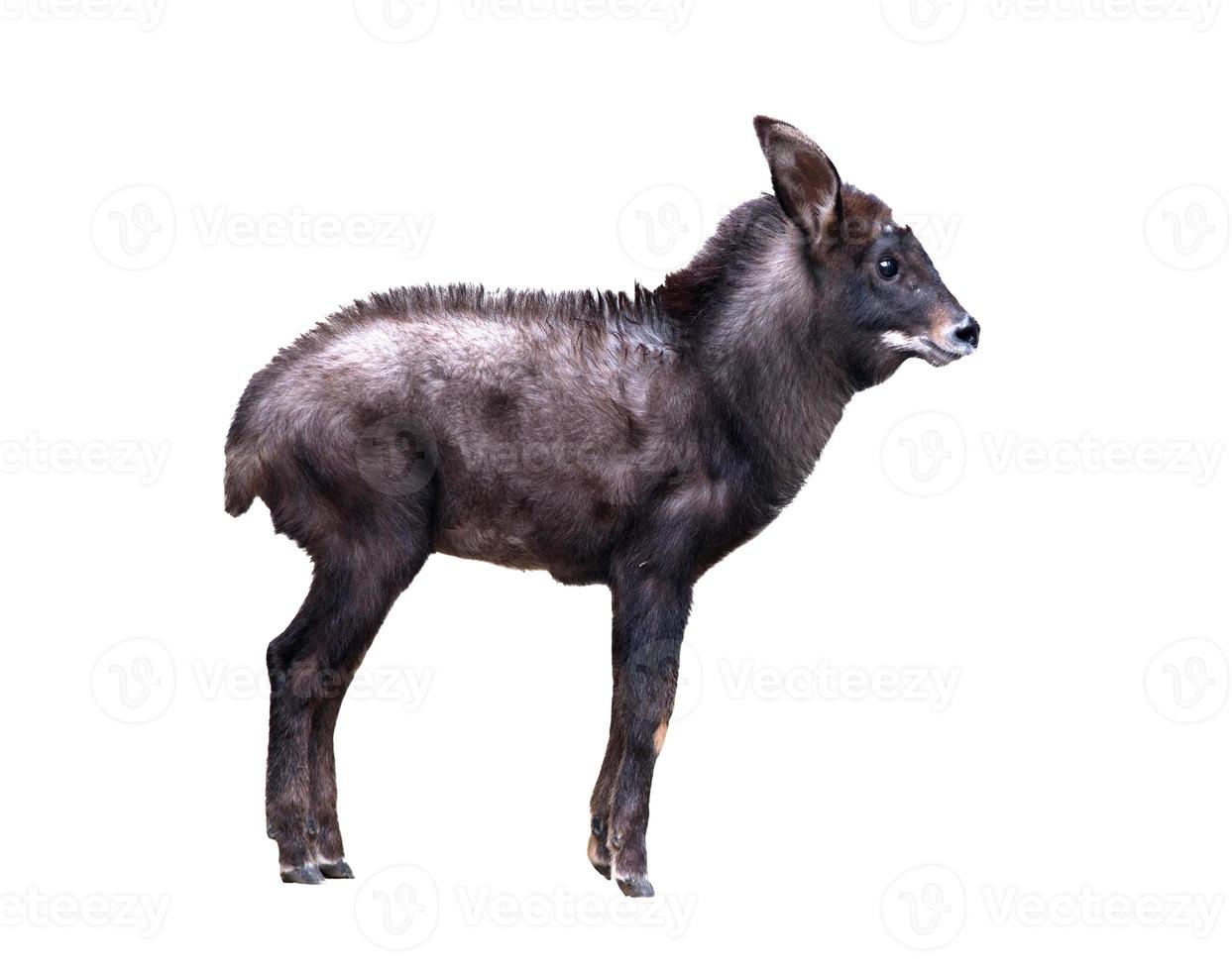 serow isolated on white background photo