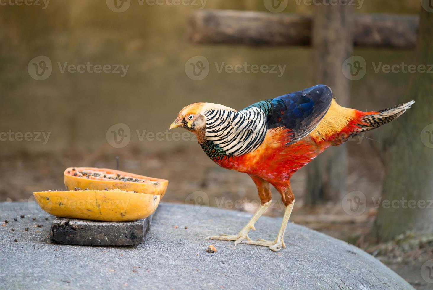 golden pheasant in zoo photo