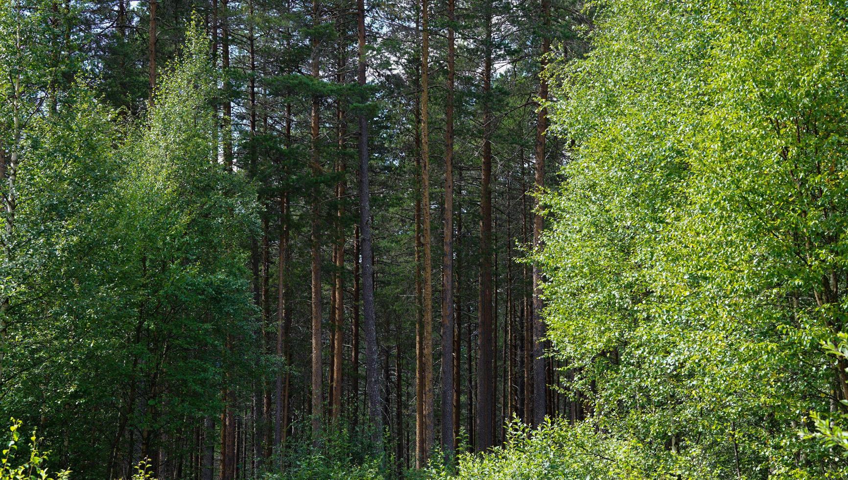 hermoso día de verano en el bosque noruego con naturaleza verde llena de árboles altos en el fondo foto