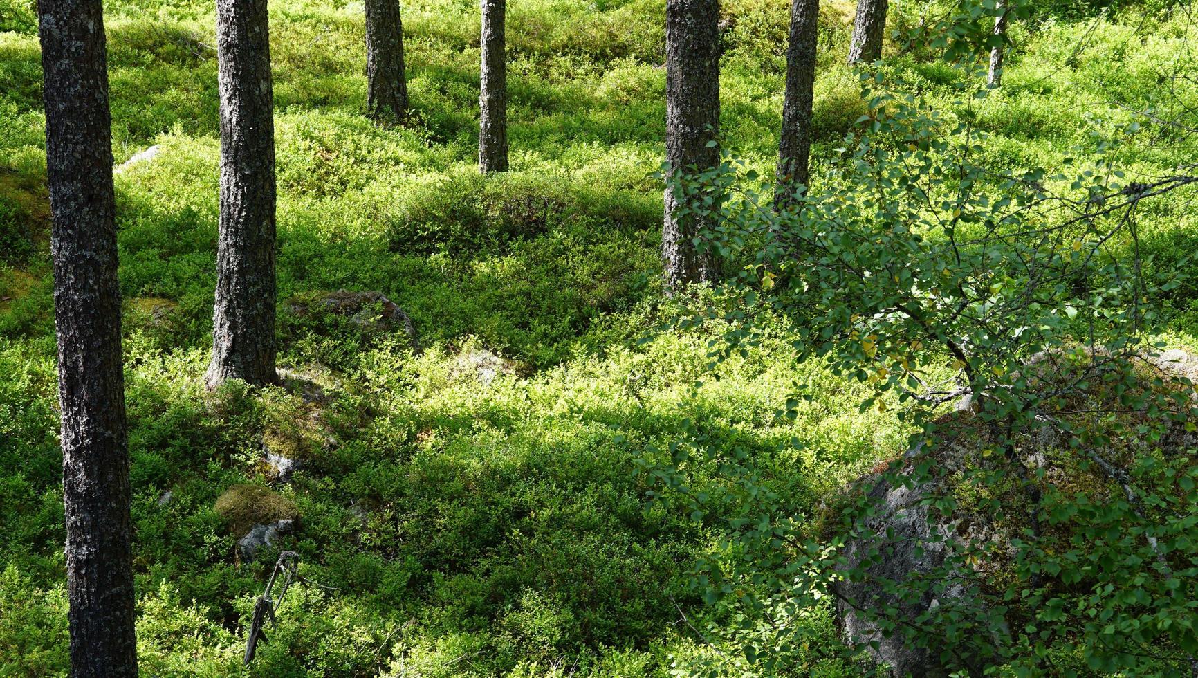 Beautiful wild green forrest moss in Norway nature during summer time where sunlight hit the ground reflex trees shadows photo