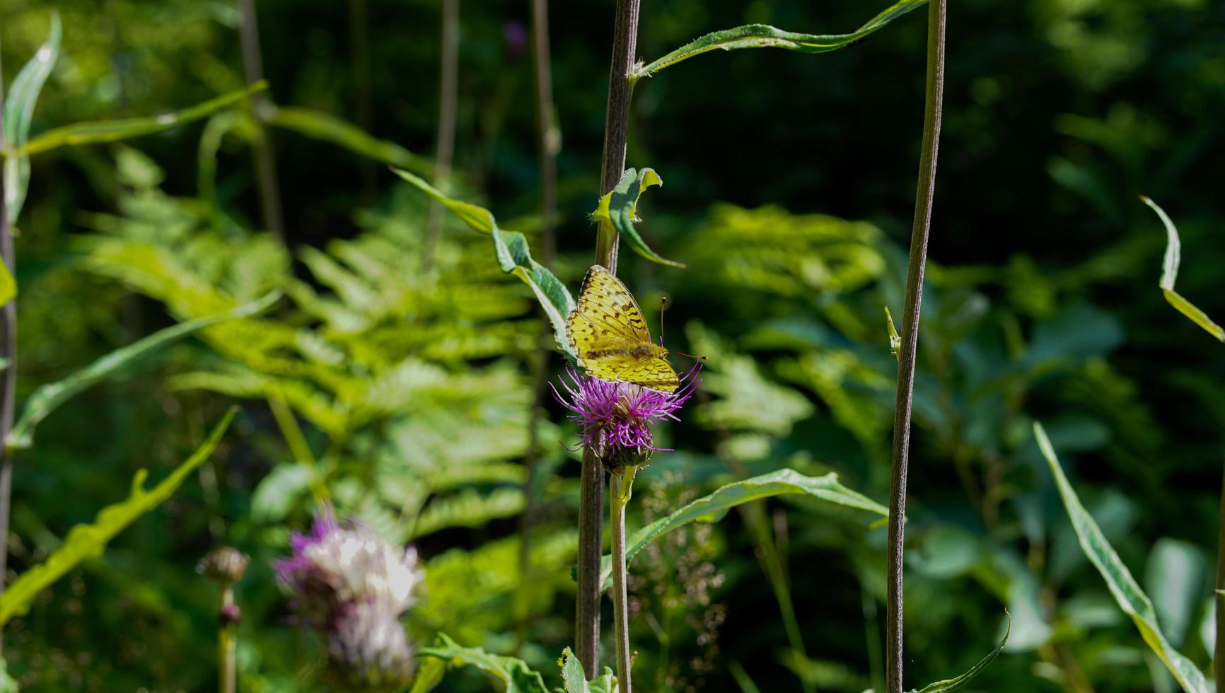 Yellow butterfly and purple flower in deep forest nature in the warm summer season in the Norway countryside photo