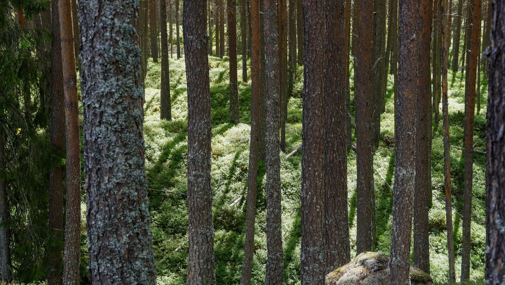 el bosque de árboles altos debajo se llena de musgo verde al aire libre que ha sido calentado por la luz natural del sol y las sombras reflejas de los árboles foto