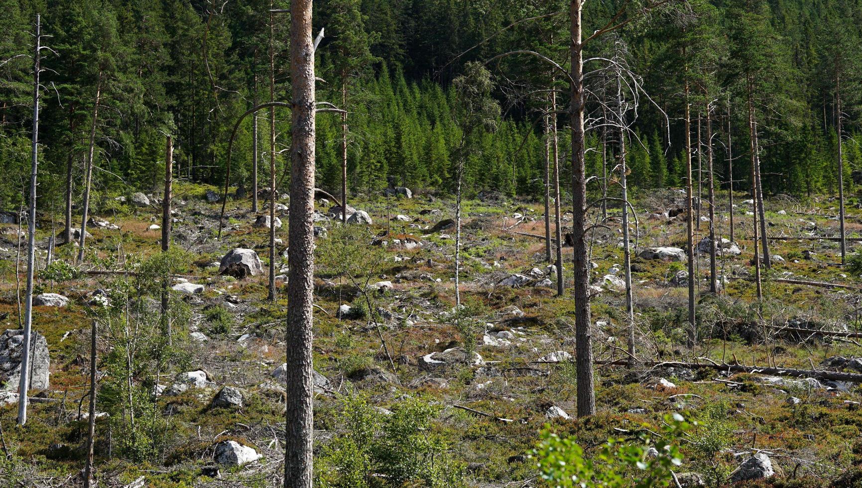 destruir la naturaleza árboles paisaje llenar con árboles muertos y rocas foto