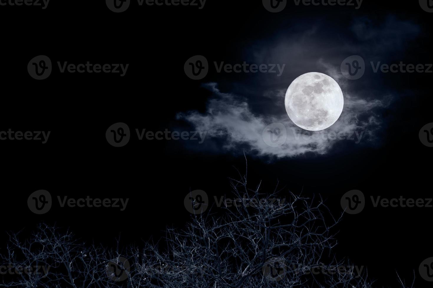Dead tree with full moon in night time photo