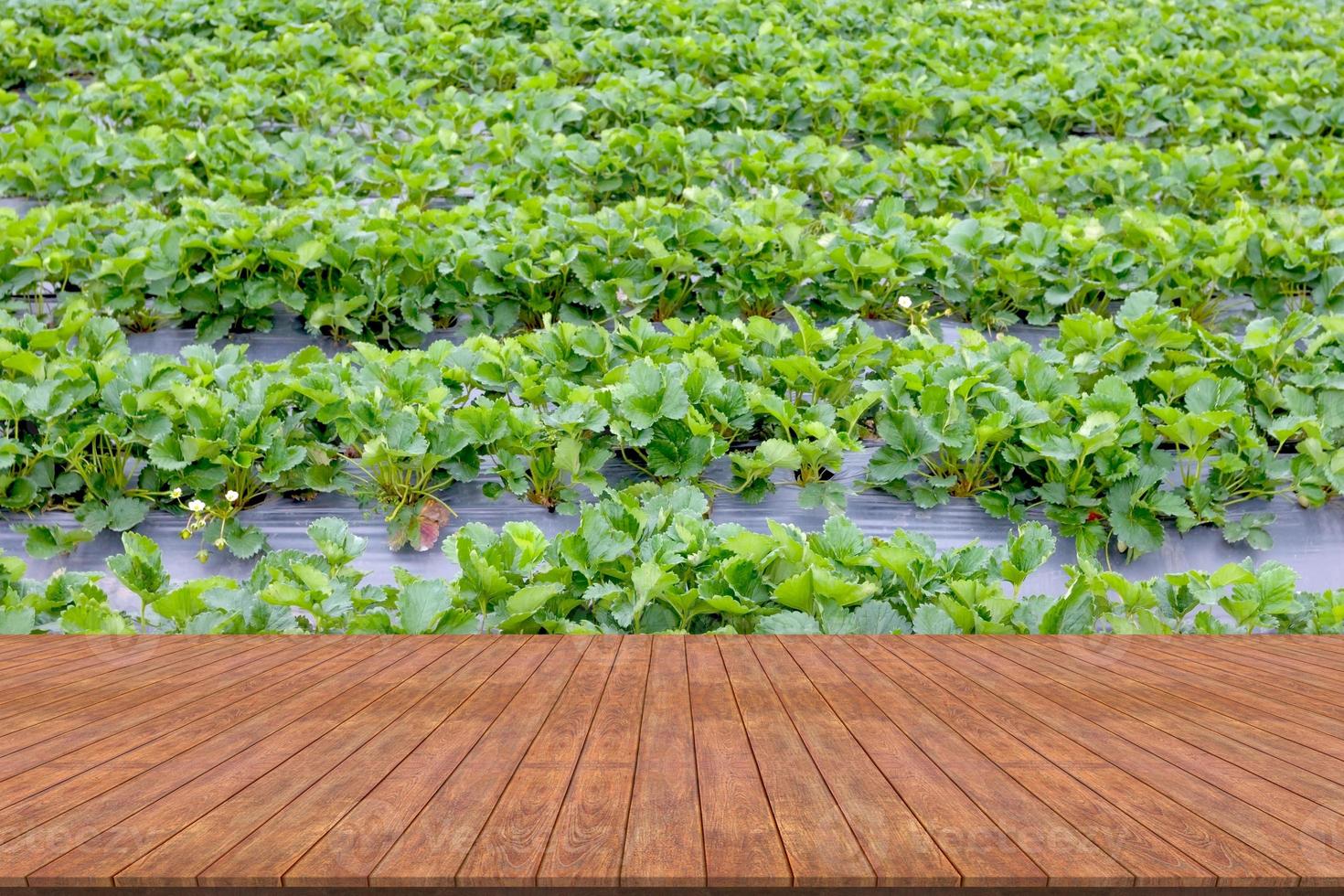 top desk with strawberry plantation background,wooden table photo