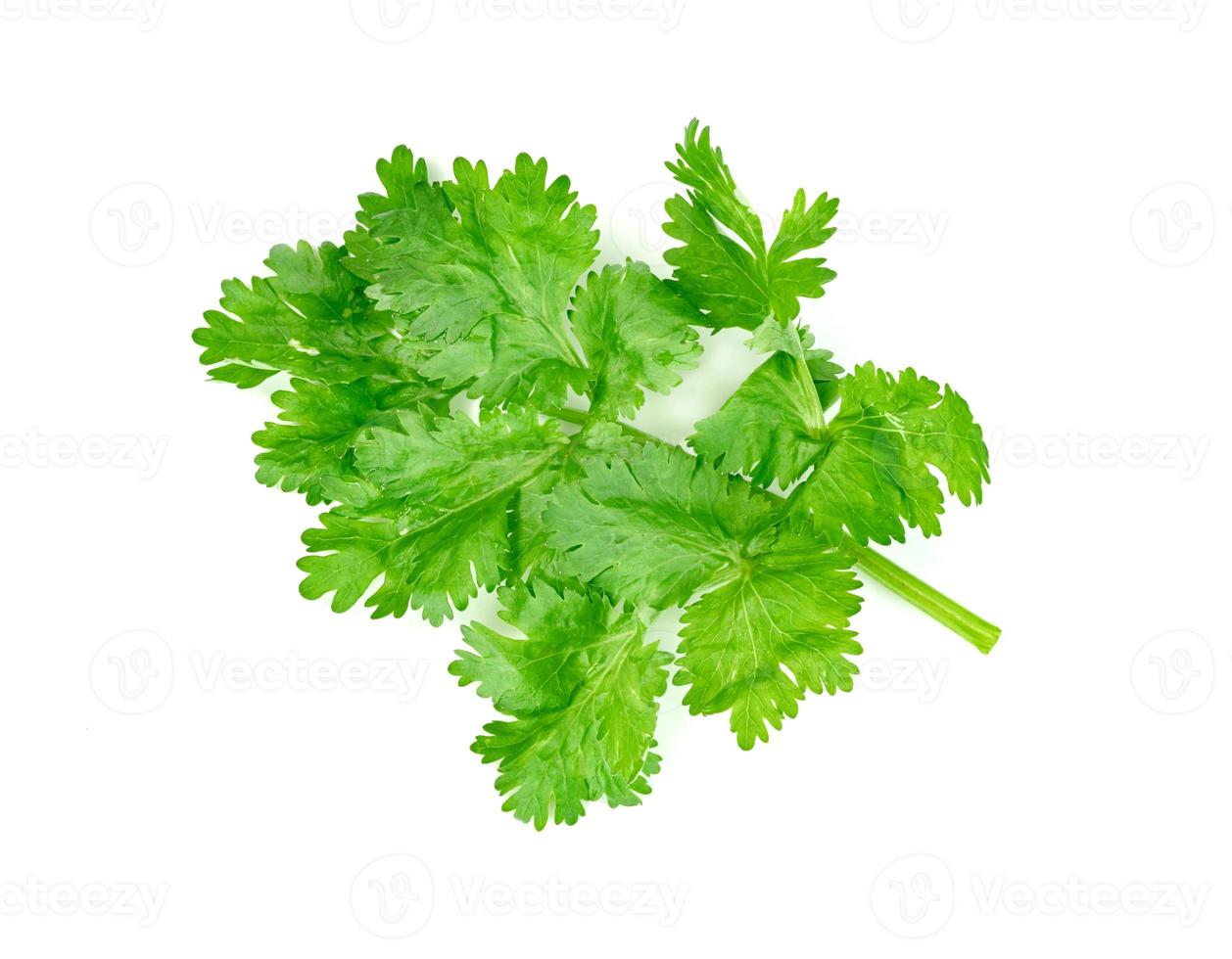 leaf Coriander or Cilantro isolated on white background ,Green leaves pattern photo