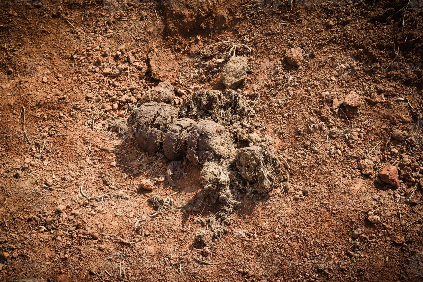 dung elephant at salt lick photo