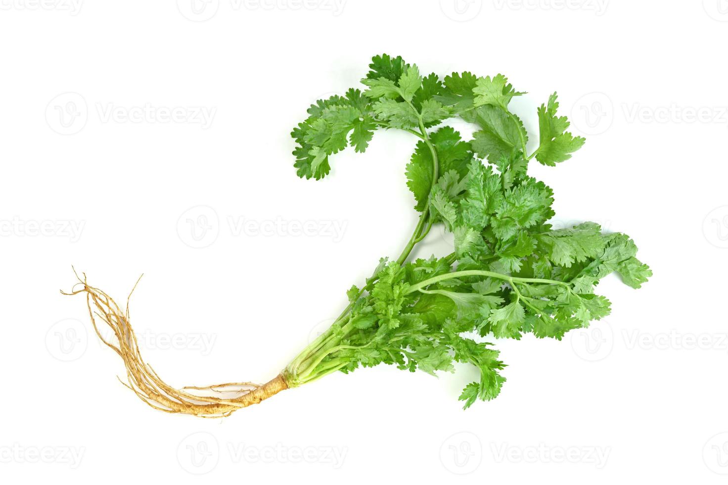 leaf Coriander or Cilantro isolated on white background ,Green leaves pattern photo