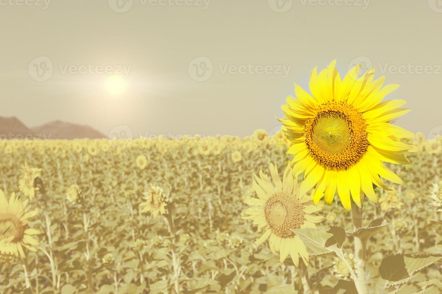 Sunflowers with filter effect photo