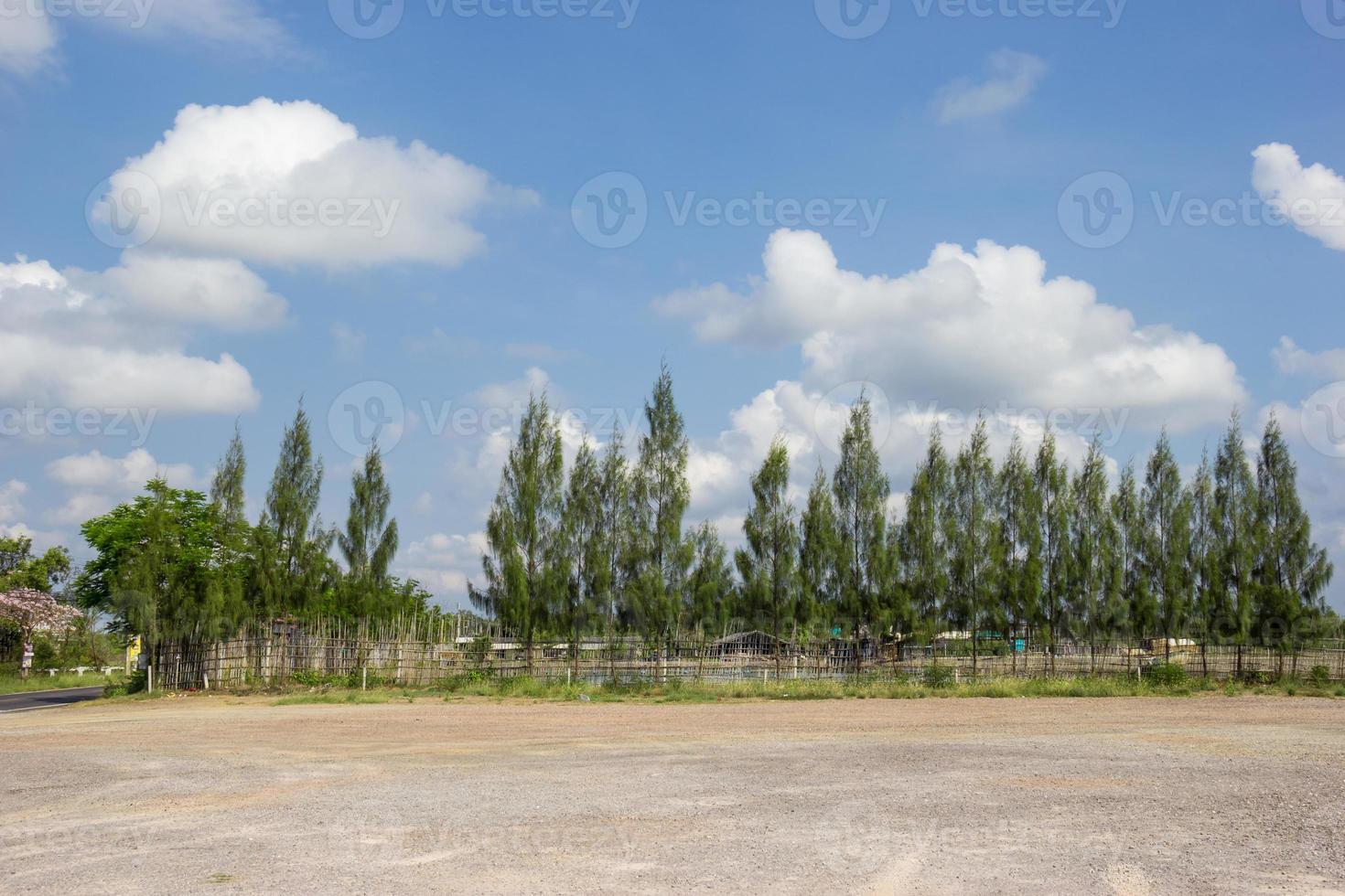 courtyard with windbreak pine tree 10713703 Stock Photo at Vecteezy
