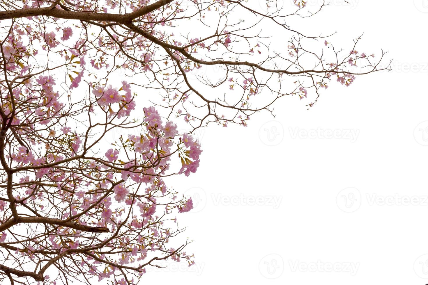 Pink trumpet tree or Tabebuia rosea isolated on white background photo