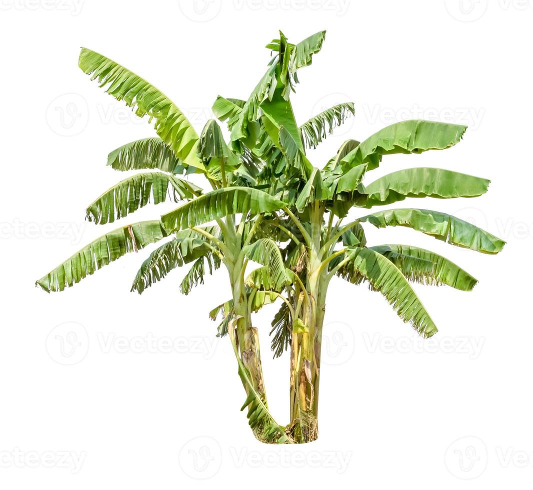 banana tree isolated on white background photo