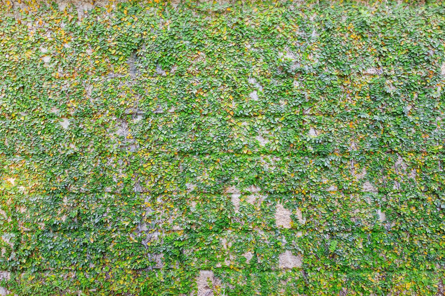 ivy and wall with brown brick, Abstract background photo