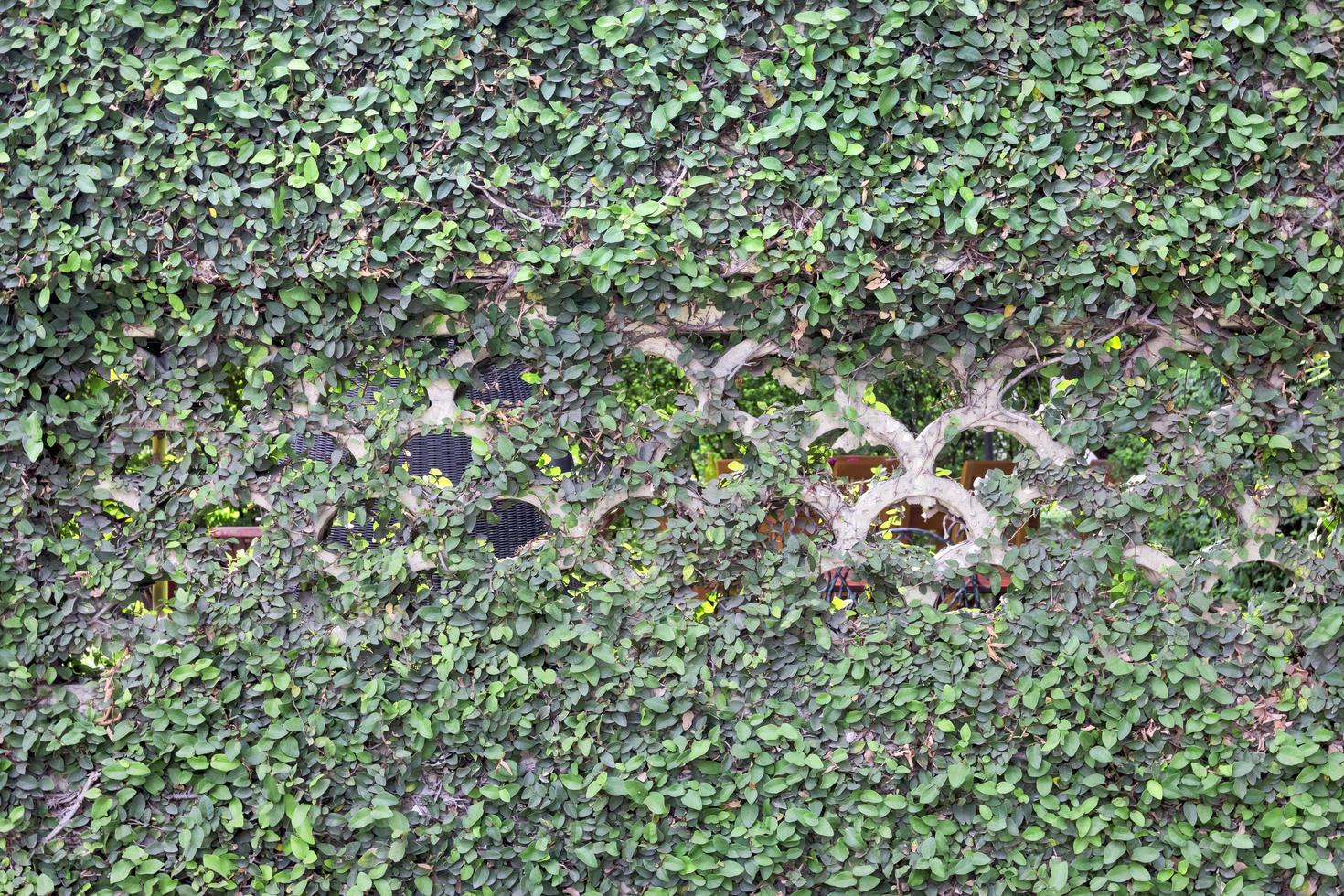 ivy with wall texture background photo