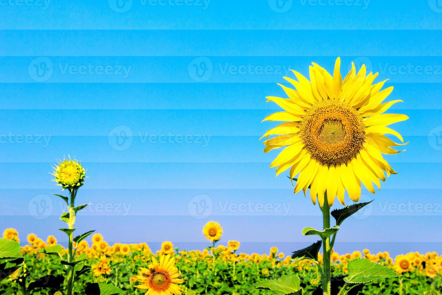 girasoles con efecto filtro foto