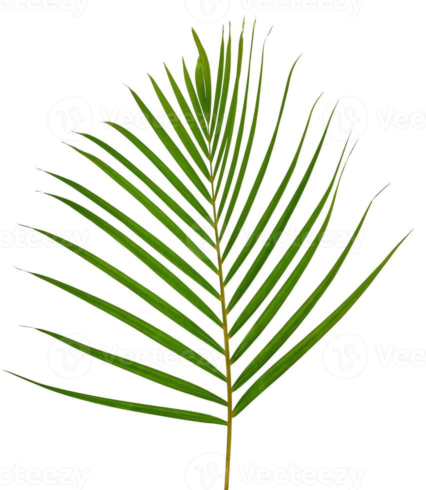 Green leaves pattern,leaf palm tree isolated on white background photo