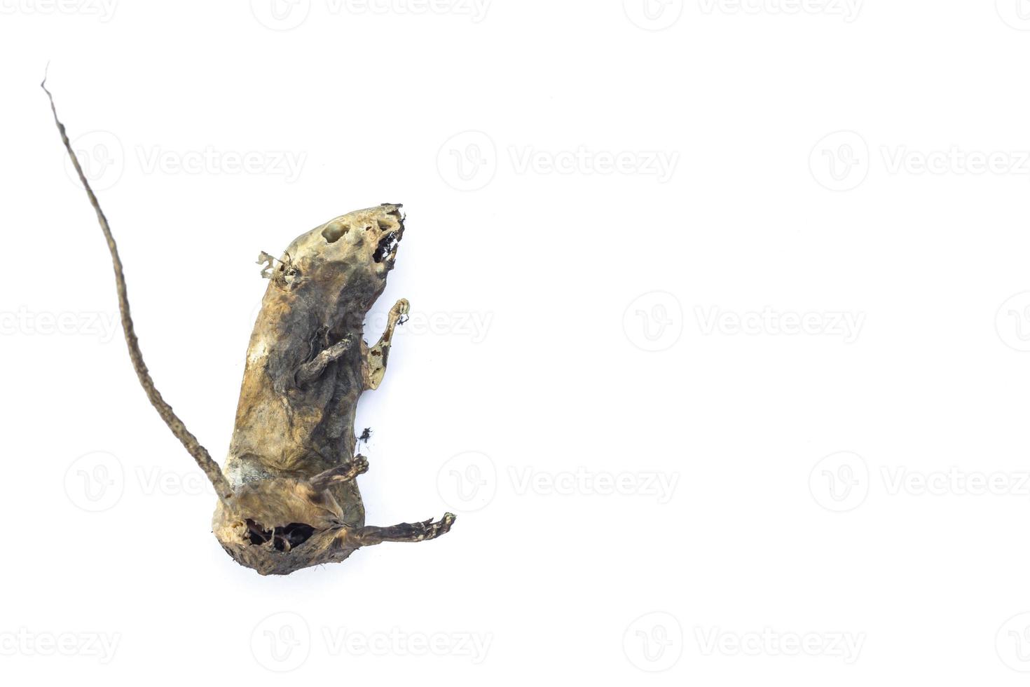 mummified rat  by nature on white background photo
