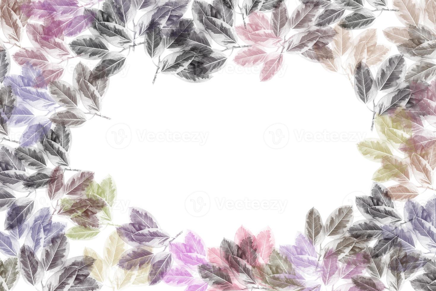 colorful leaves pattern,gradient color autumn leaf isolated on white background photo
