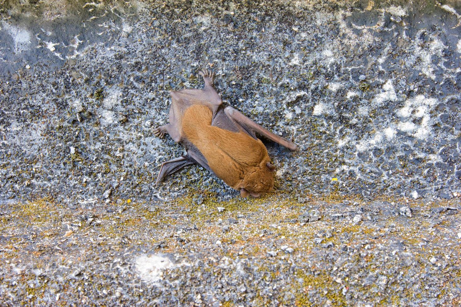 brown bat on the wall photo