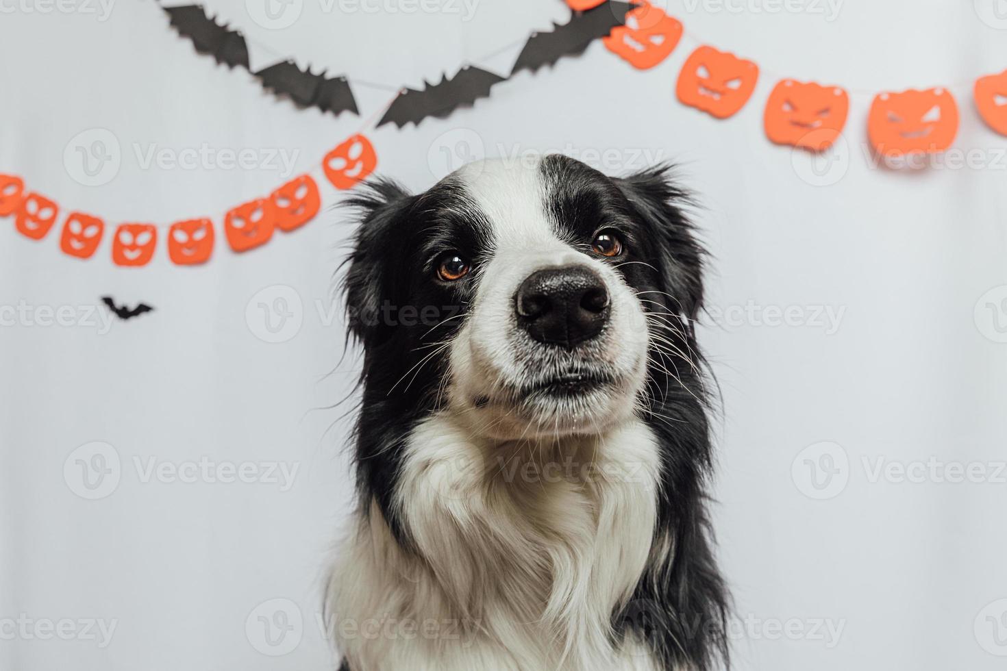 Trick or Treat concept. Funny puppy dog border collie on white background with halloween garland decorations. Preparation for Halloween party. photo