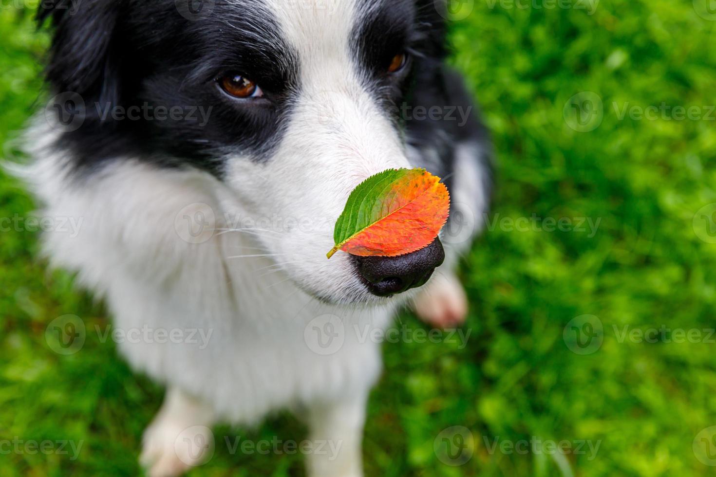 Outdoor portrait of cute funny puppy dog border collie with red fall leaf on nose sitting in autumn park. Dog sniffing autumn leaves on walk. Close Up selective focus. Funny pet concept photo