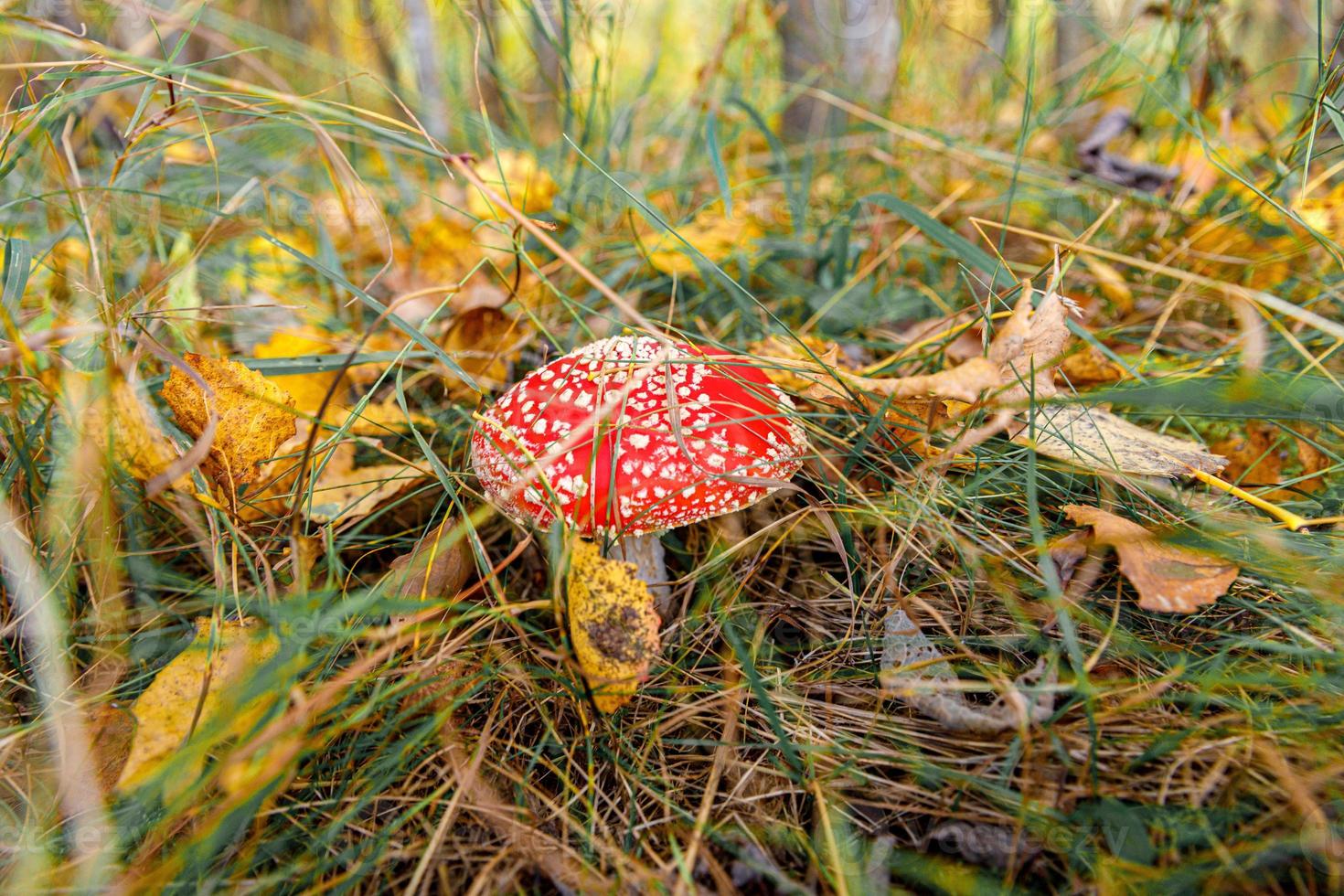 Toxic hallucinogen mushroom Fly Agaric and yellow leaves in grass on autumn forest. Red poisonous Amanita Muscaria fungus macro close up in natural environment. Inspirational natural fall landscape. photo