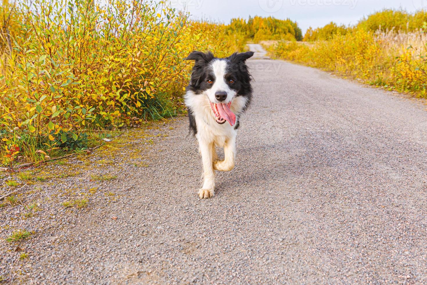 Outdoor portrait of cute smiling puppy border collie running in autumn park outdoor. Little dog with funny face on walking in sunny autumn fall day. Hello Autumn cold weather concept. photo