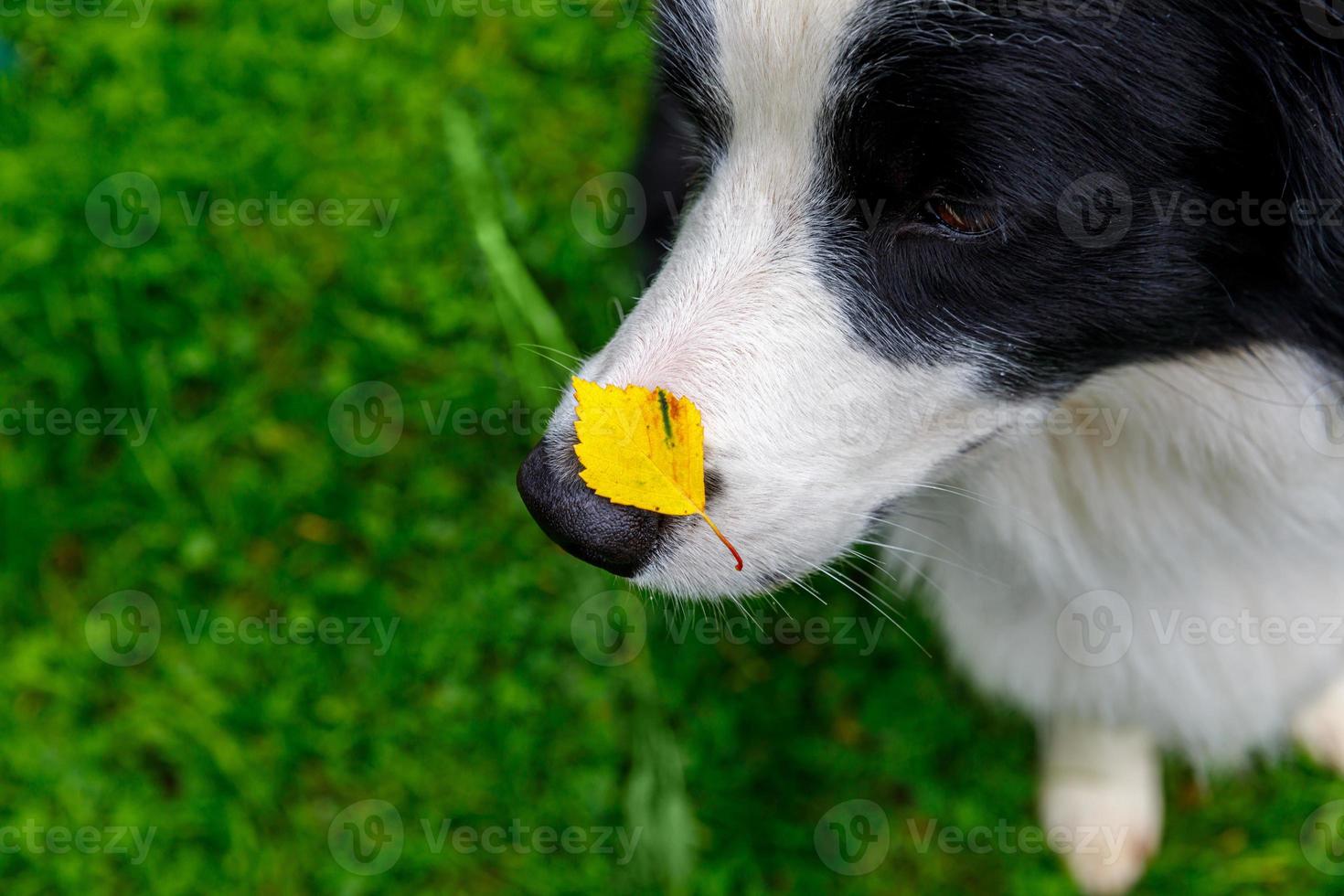 Outdoor portrait of cute funny puppy dog border collie with yellow fall leaf on nose sitting in autumn park. Dog sniffing autumn leaves on walk. Close Up selective focus. Funny pet concept photo