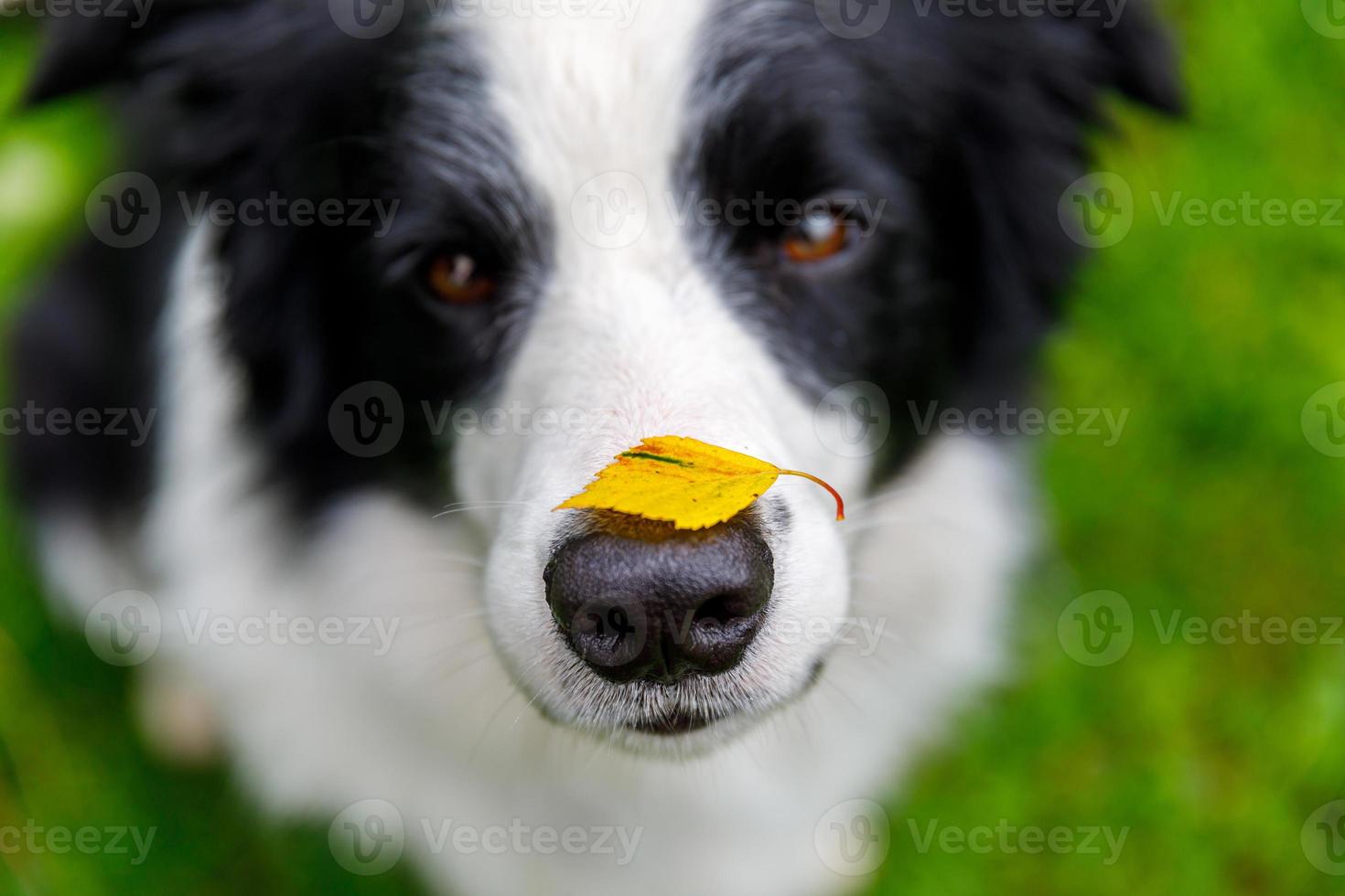 Outdoor portrait of cute funny puppy dog border collie with yellow fall leaf on nose sitting in autumn park. Dog sniffing autumn leaves on walk. Close Up selective focus. Funny pet concept photo