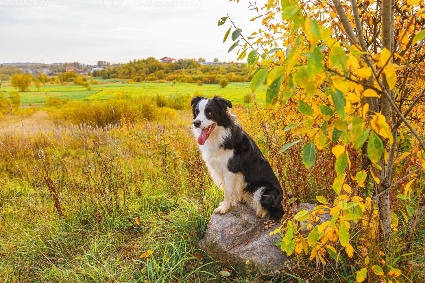 Funny smiling puppy dog border collie playing sitting on stone in park outdoor, dry yellow fall leaves foliage background. Dog on walking in autumn day. Hello Autumn cold weather concept. photo