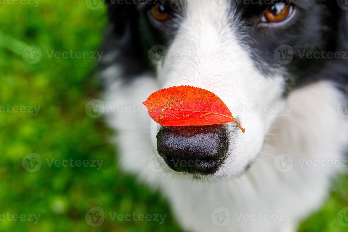 Outdoor portrait of cute funny puppy dog border collie with red fall leaf on nose sitting in autumn park. Dog sniffing autumn leaves on walk. Close Up selective focus. Funny pet concept photo