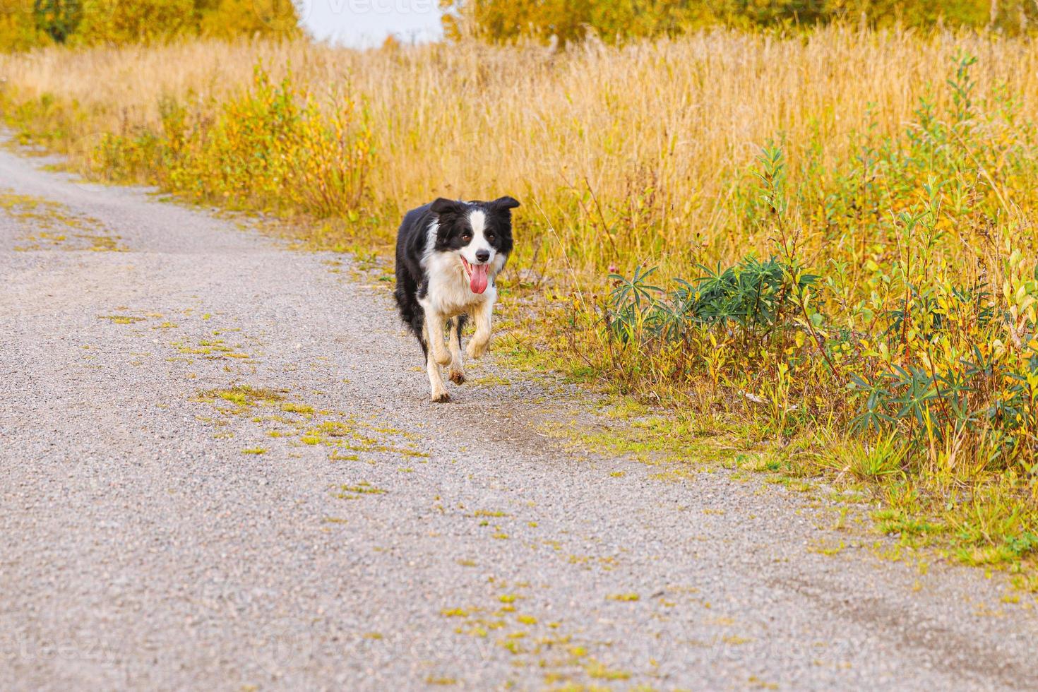 Outdoor portrait of cute smiling puppy border collie running in autumn park outdoor. Little dog with funny face on walking in sunny autumn fall day. Hello Autumn cold weather concept. photo
