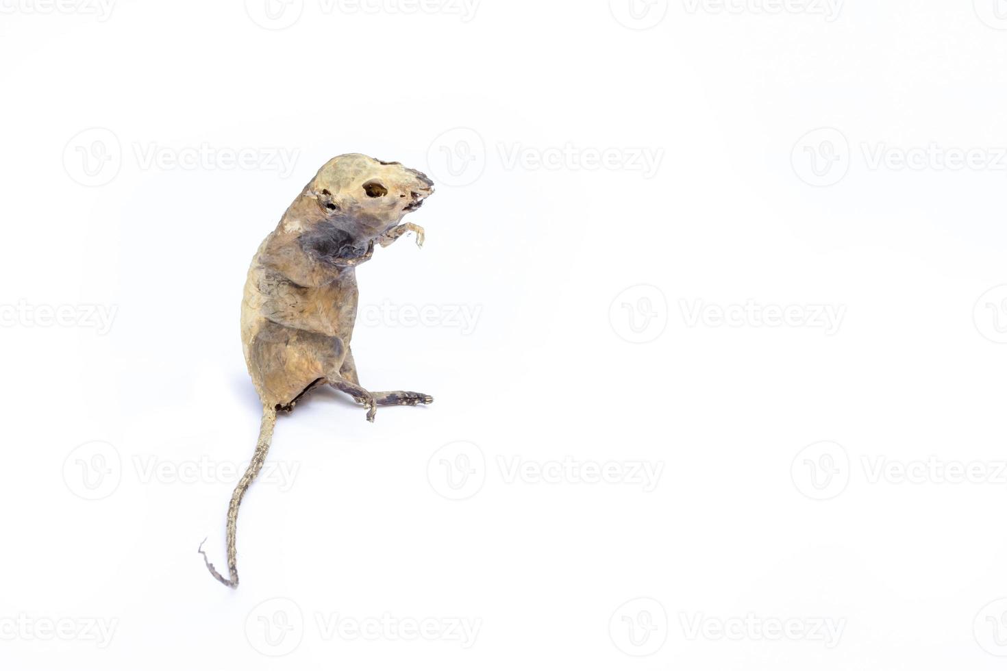 mummified rat  by nature on white background photo