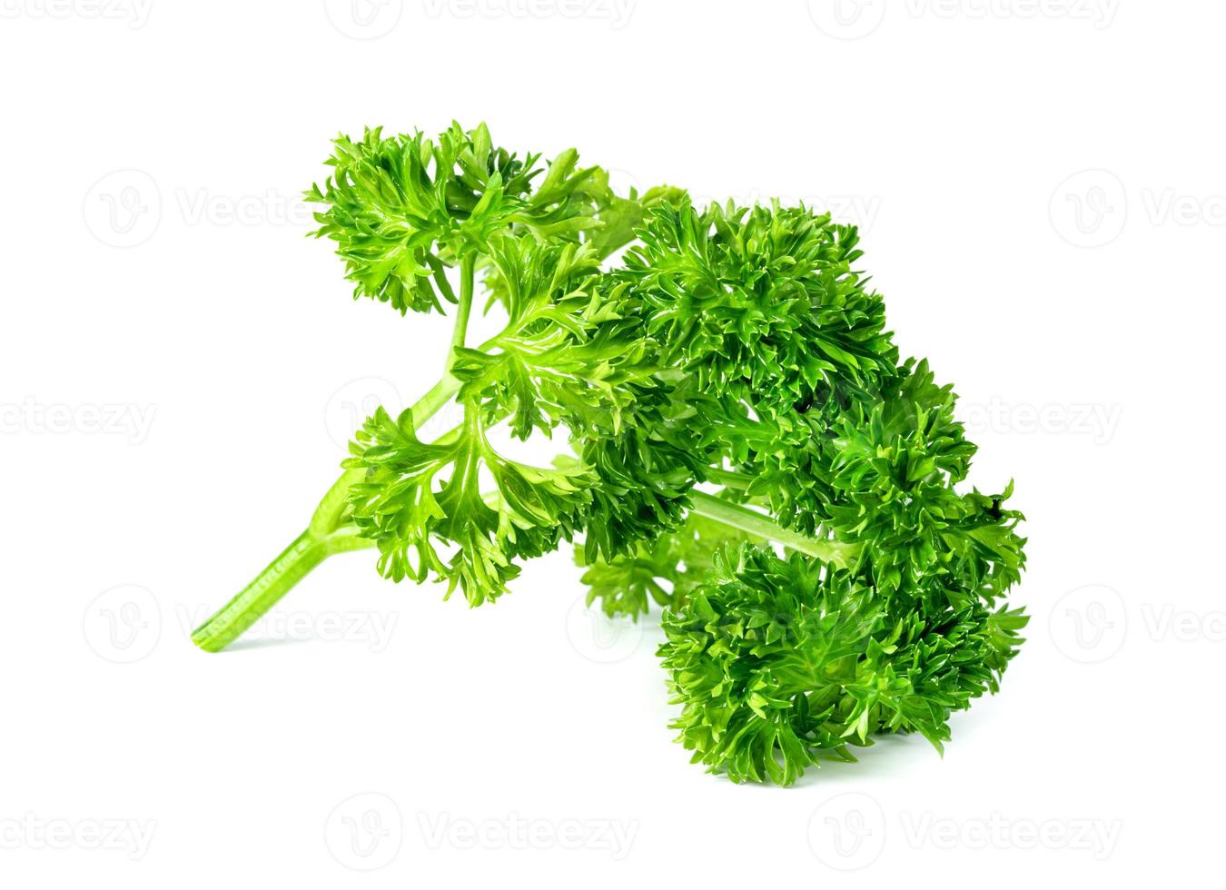 Parsley leaf or Petroselinum crispum leaves isolated on white background ,Green leaves pattern photo