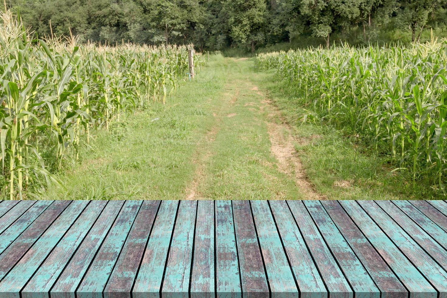 Empty wooden board space platform with corn farm photo