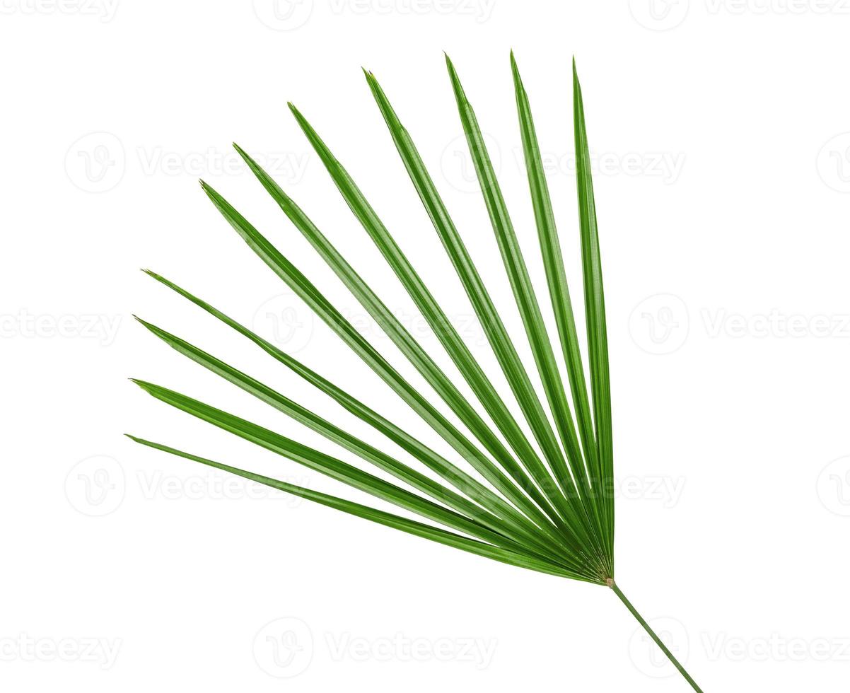 Green leaves pattern,leaf palm tree isolated on white background photo