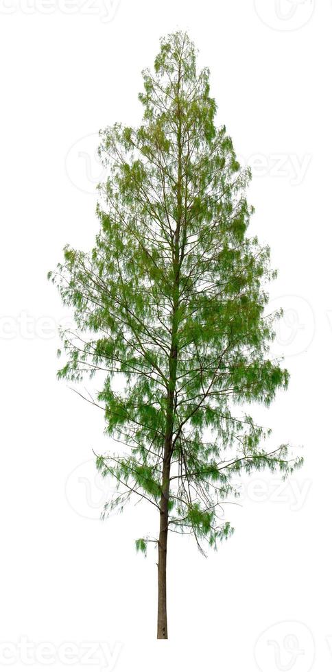 pine trees tropics isolated on white background,Green leaves pattern photo
