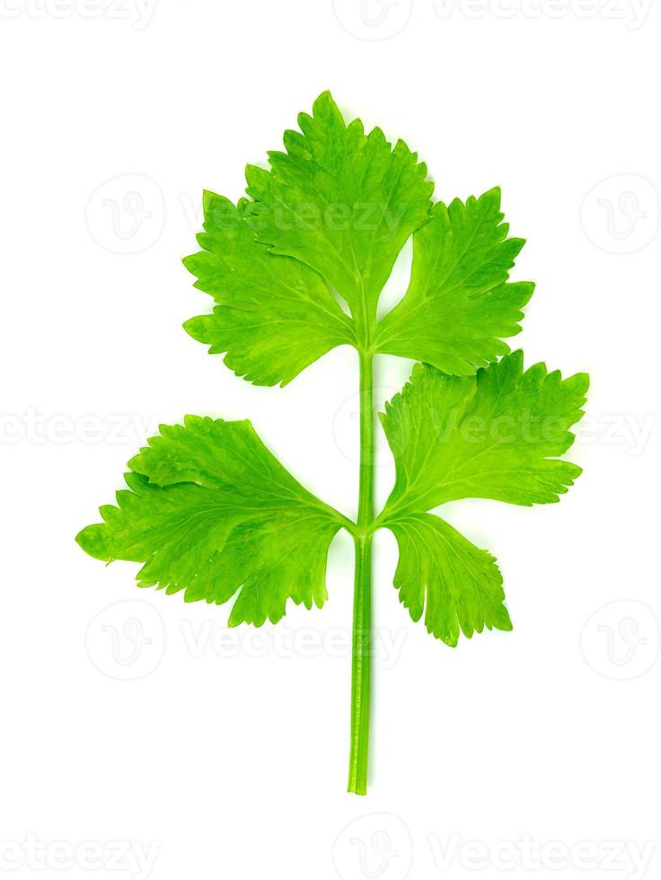 Fresh celery isolated on white background ,green leaves pattern photo