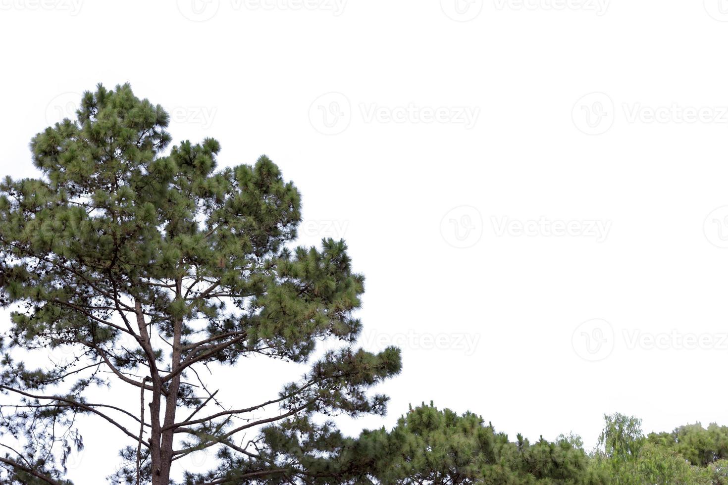 Pinus merkusii isolated on white background photo