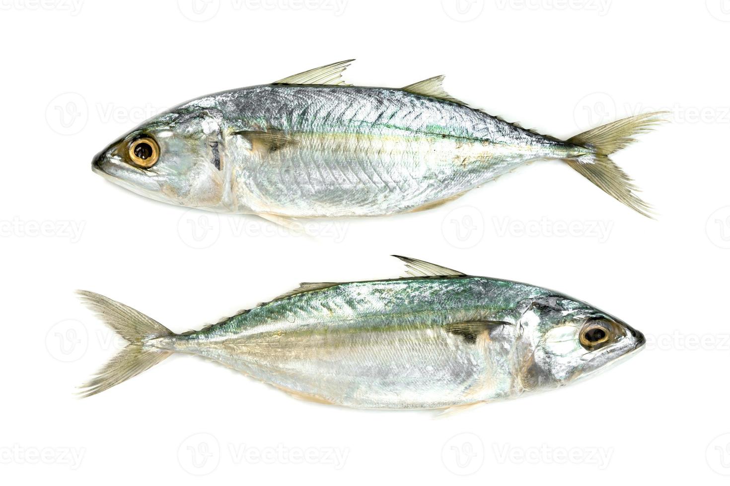 Fresh mackerel fish isolated on white background photo