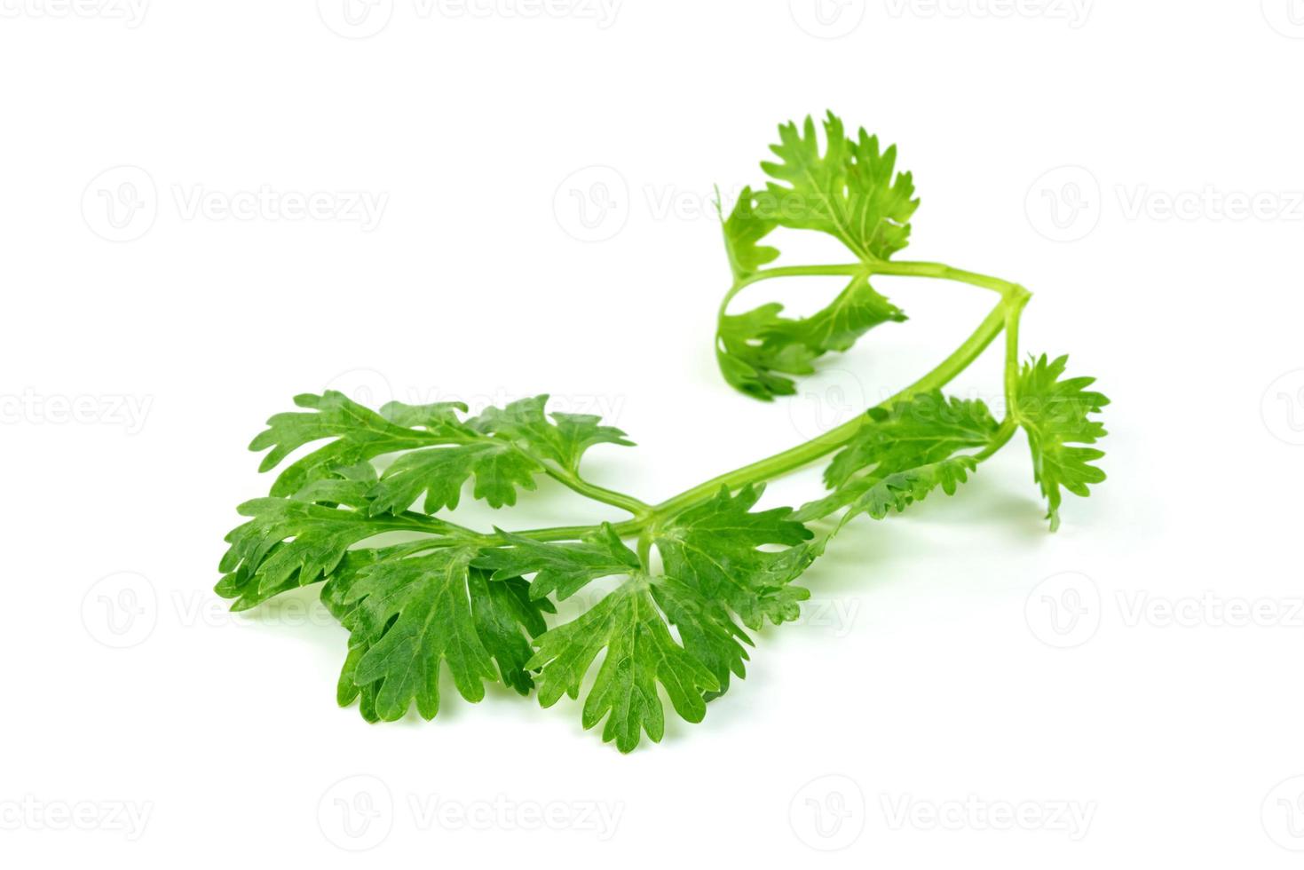 leaf Coriander or Cilantro isolated on white background ,Green leaves pattern photo